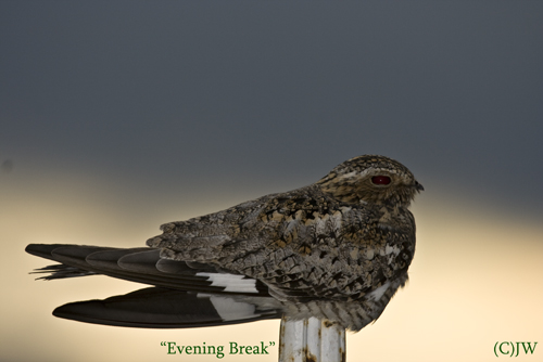 EveningBreak(C)JW-IMG_7632
