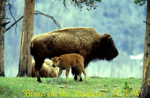 Bison On the Madison