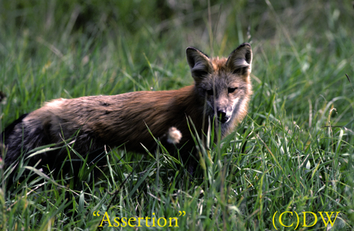 assertion- Red Fox(C)99-ma-10-4