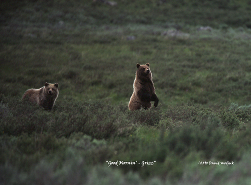 good mornin-grizz-(C)98