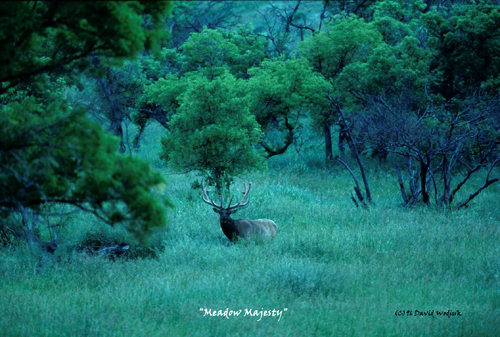 meadow majesty(C)DW