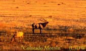 Colorado-Mornin-10-01